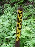 Forest Boundary FR 18